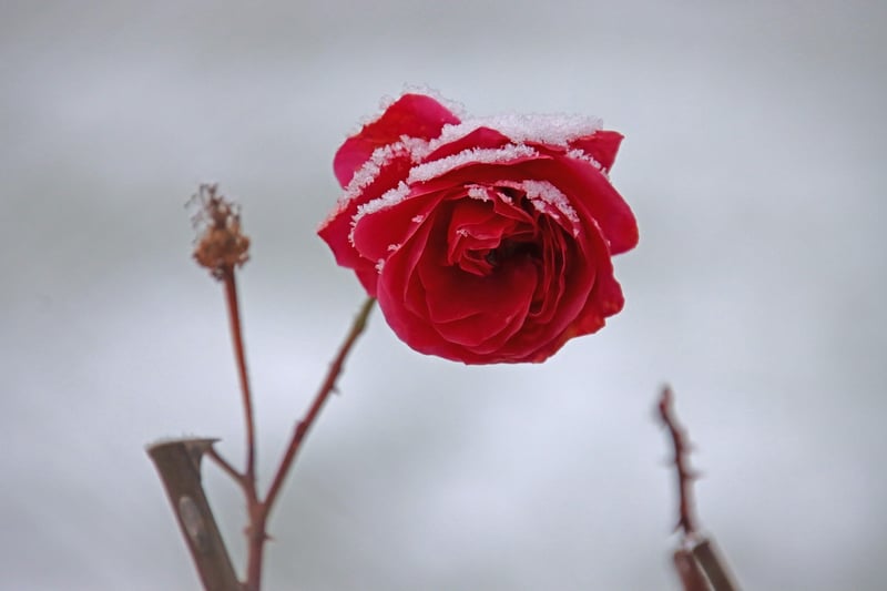 Egg Carton Flowers